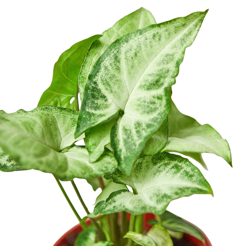 White Butterfly Syngonium — Arrowhead Plant live plant