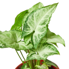 White Butterfly Syngonium — Arrowhead Plant live plant