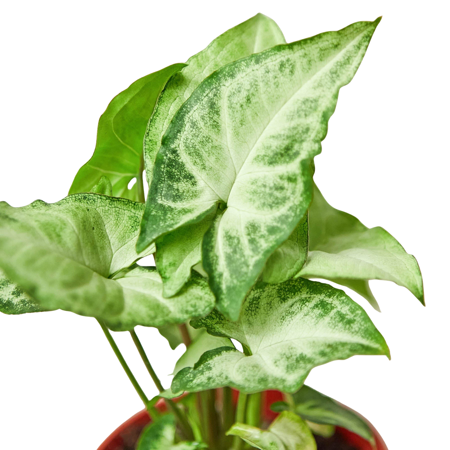 White Butterfly Syngonium — Arrowhead Plant live plant