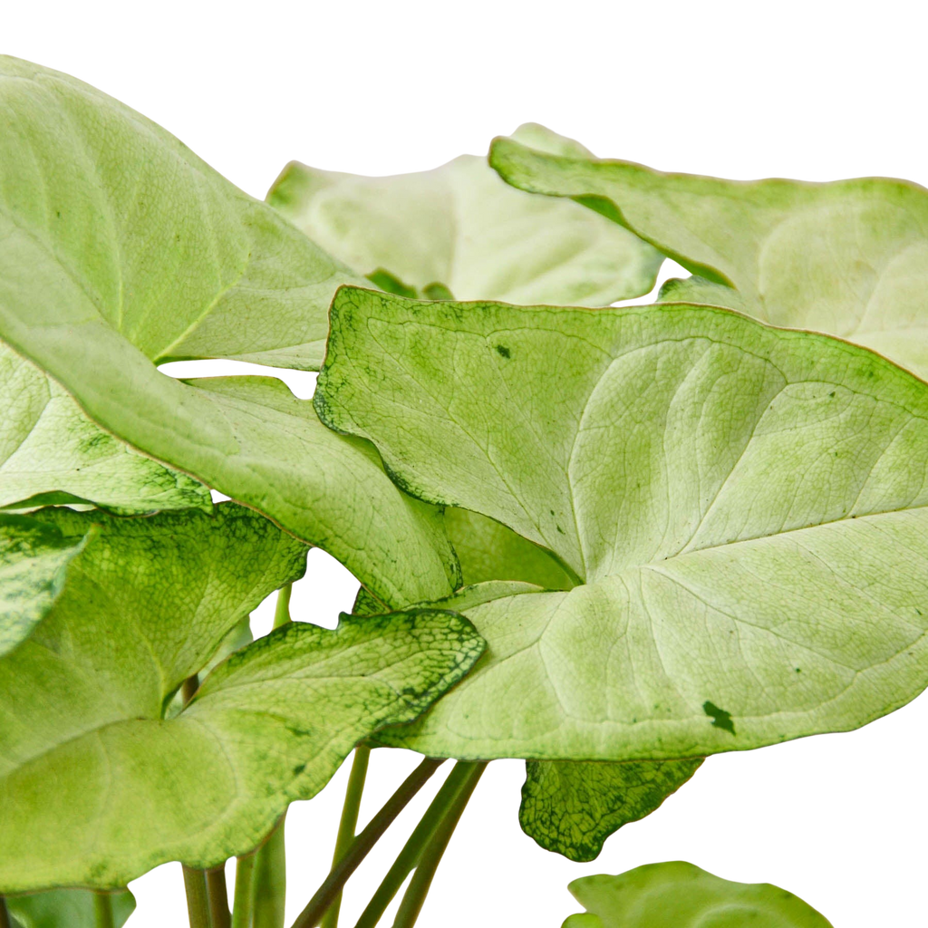 White Butterfly Syngonium — Arrowhead Plant live plant