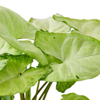 White Butterfly Syngonium — Arrowhead Plant live plant