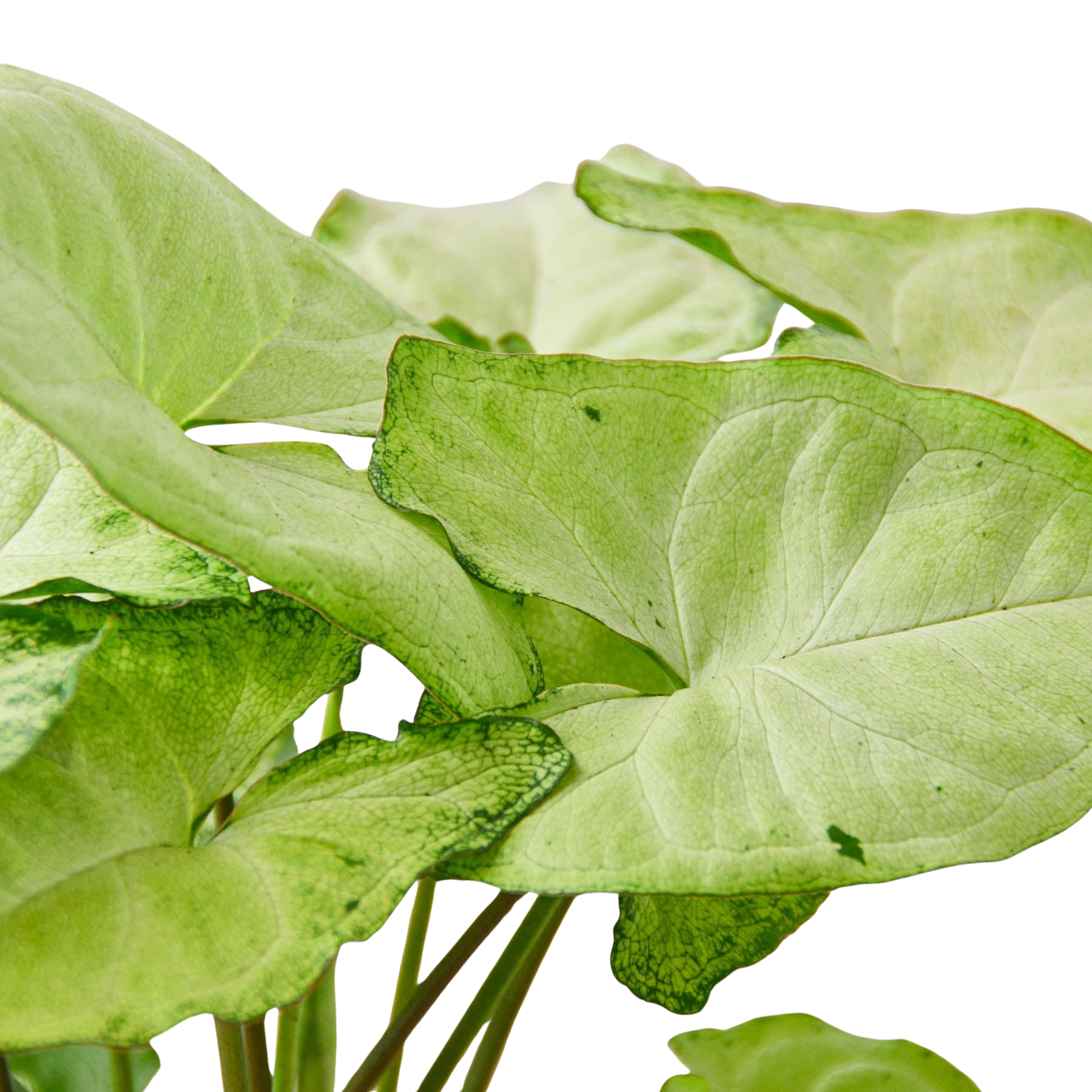 White Butterfly Syngonium — Arrowhead Plant live plant