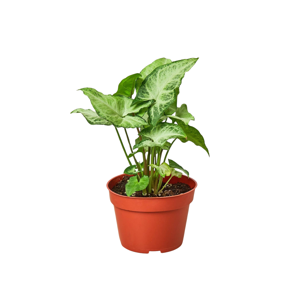 White Butterfly Syngonium — Arrowhead Plant live plant