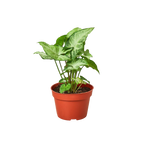 White Butterfly Syngonium — Arrowhead Plant live plant