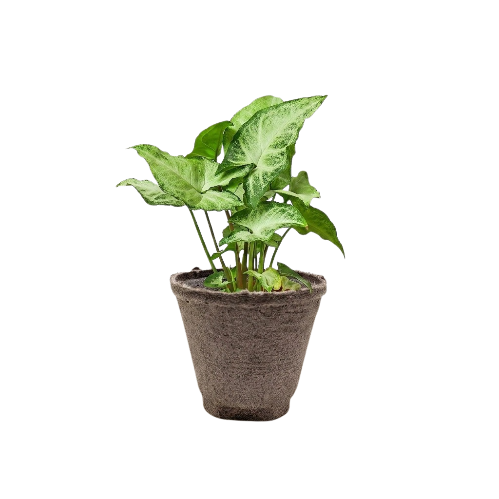 White Butterfly Syngonium — Arrowhead Plant live plant