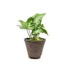White Butterfly Syngonium — Arrowhead Plant live plant