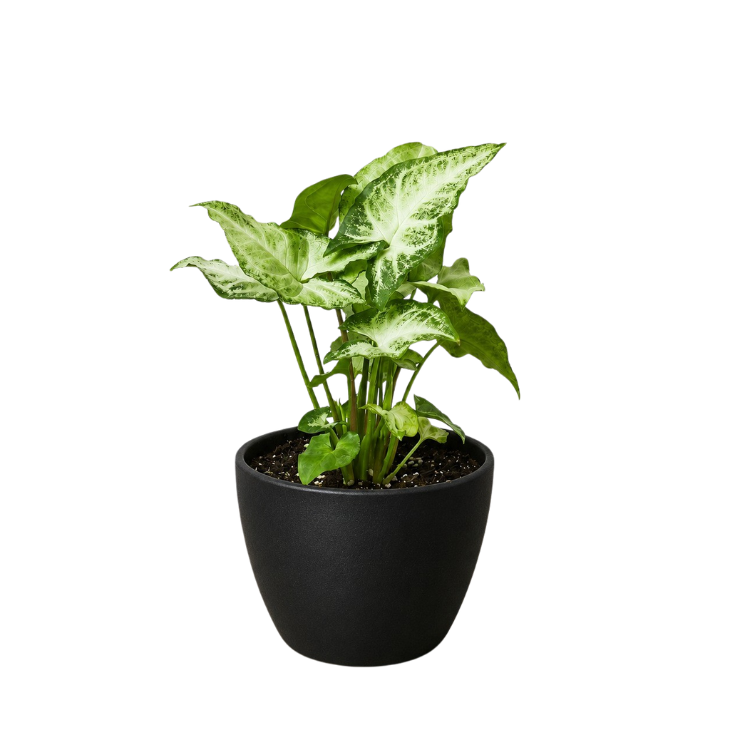 White Butterfly Syngonium — Arrowhead Plant live plant