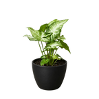 White Butterfly Syngonium — Arrowhead Plant live plant