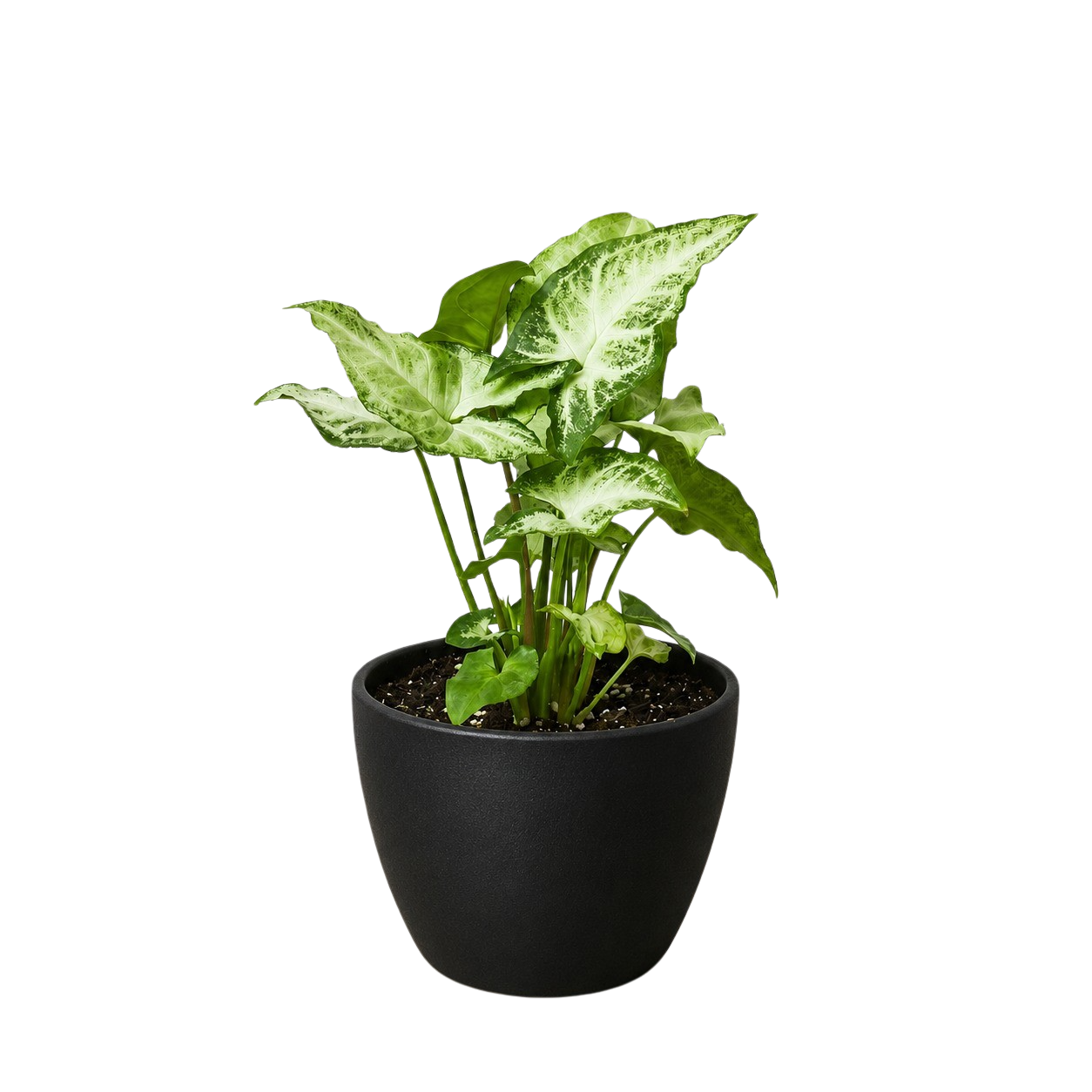 White Butterfly Syngonium — Arrowhead Plant live plant