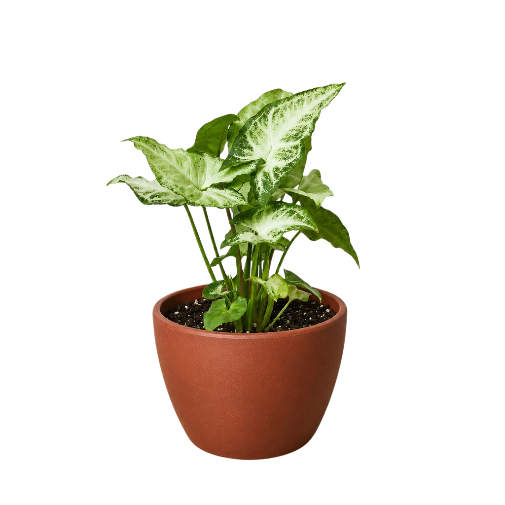 White Butterfly Syngonium — Arrowhead Plant live plant
