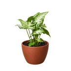 White Butterfly Syngonium — Arrowhead Plant live plant