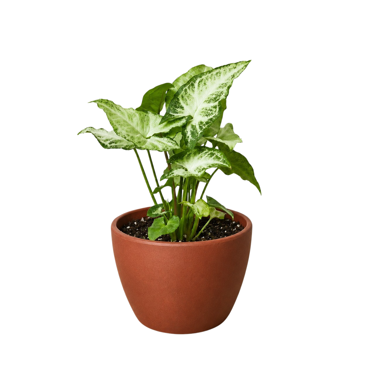 White Butterfly Syngonium — Arrowhead Plant live plant