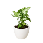 White Butterfly Syngonium — Arrowhead Plant live plant
