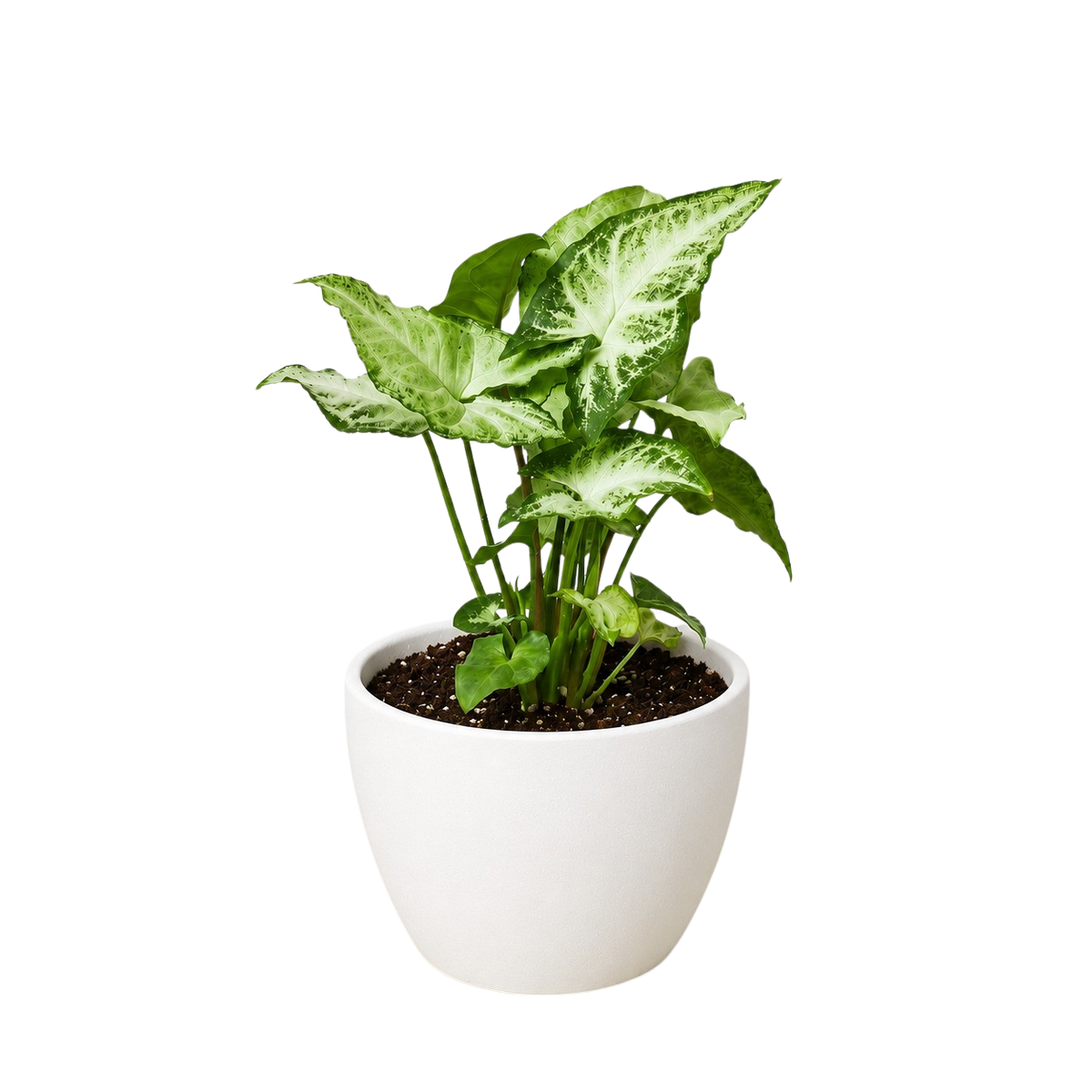 White Butterfly Syngonium — Arrowhead Plant live plant