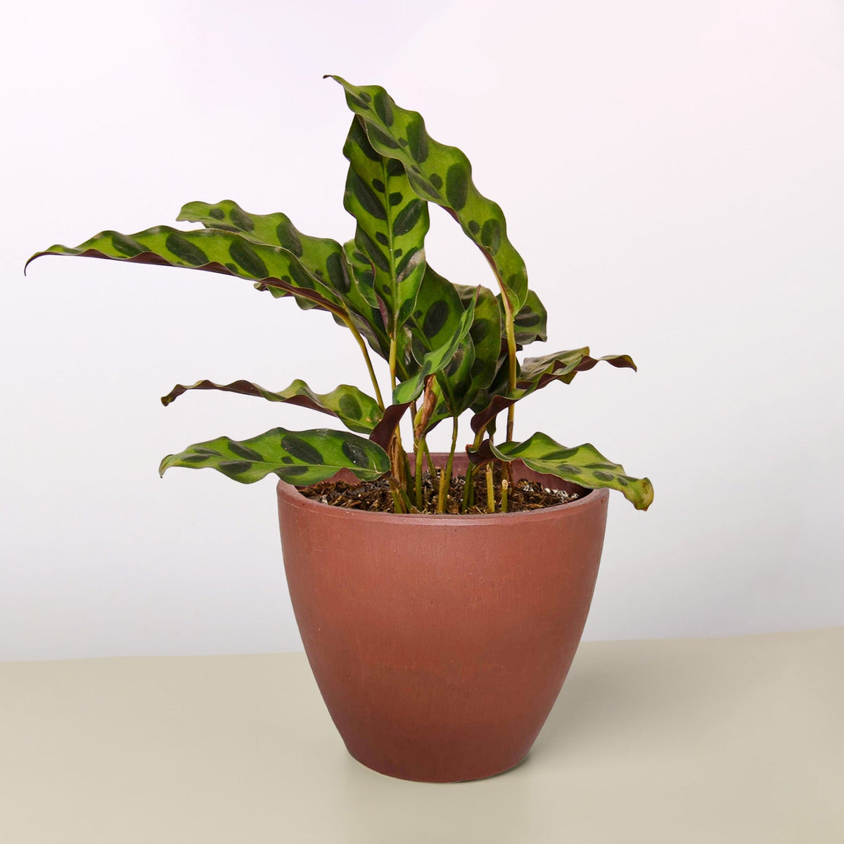 Rattlesnake Calathea — Patterned Prayer Plant live plant