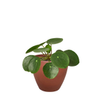Chinese Money Plant — Pilea Peperomioides live plant