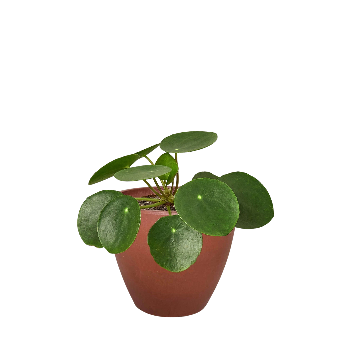 Chinese Money Plant — Pilea Peperomioides live plant