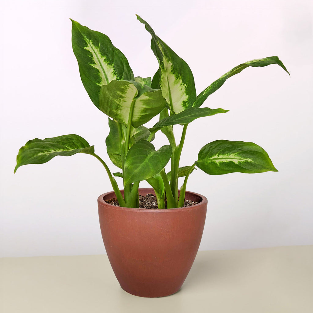 Camille Dieffenbachia — Bright Tropical Foliage live plant