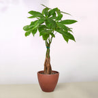 Braided Money Tree — Pachira Aquatica live plant