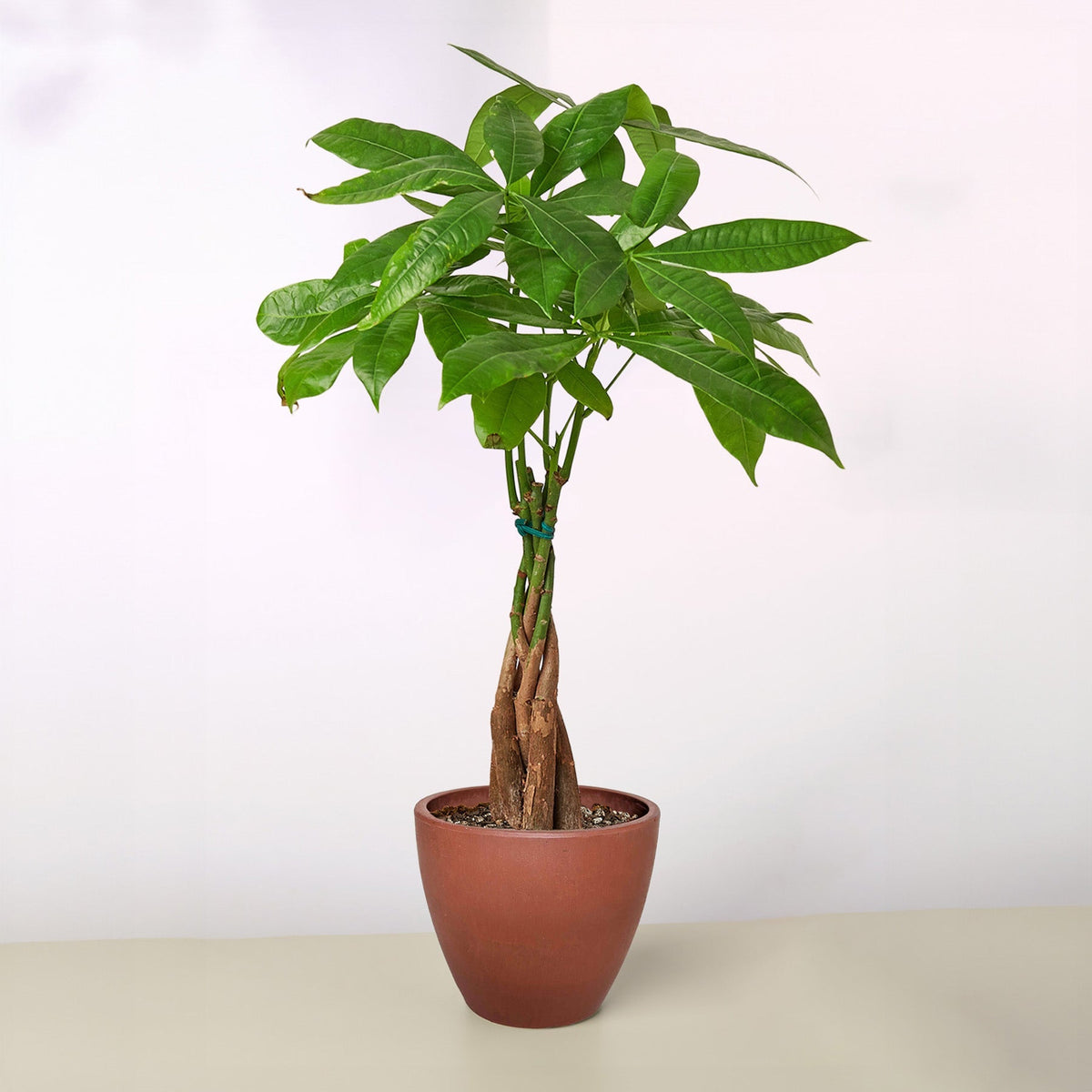 Braided Money Tree — Pachira Aquatica live plant