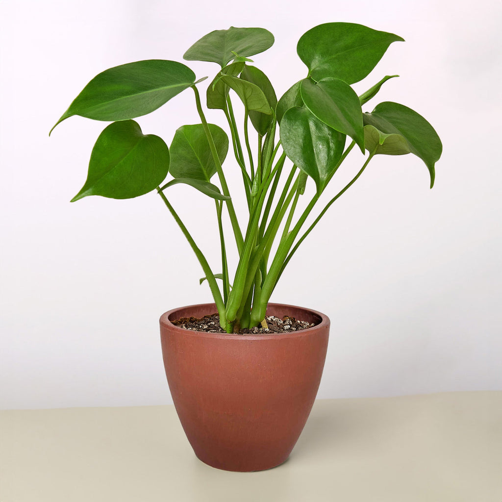 Monstera Deliciosa — Split-Leaf Houseplant live plant