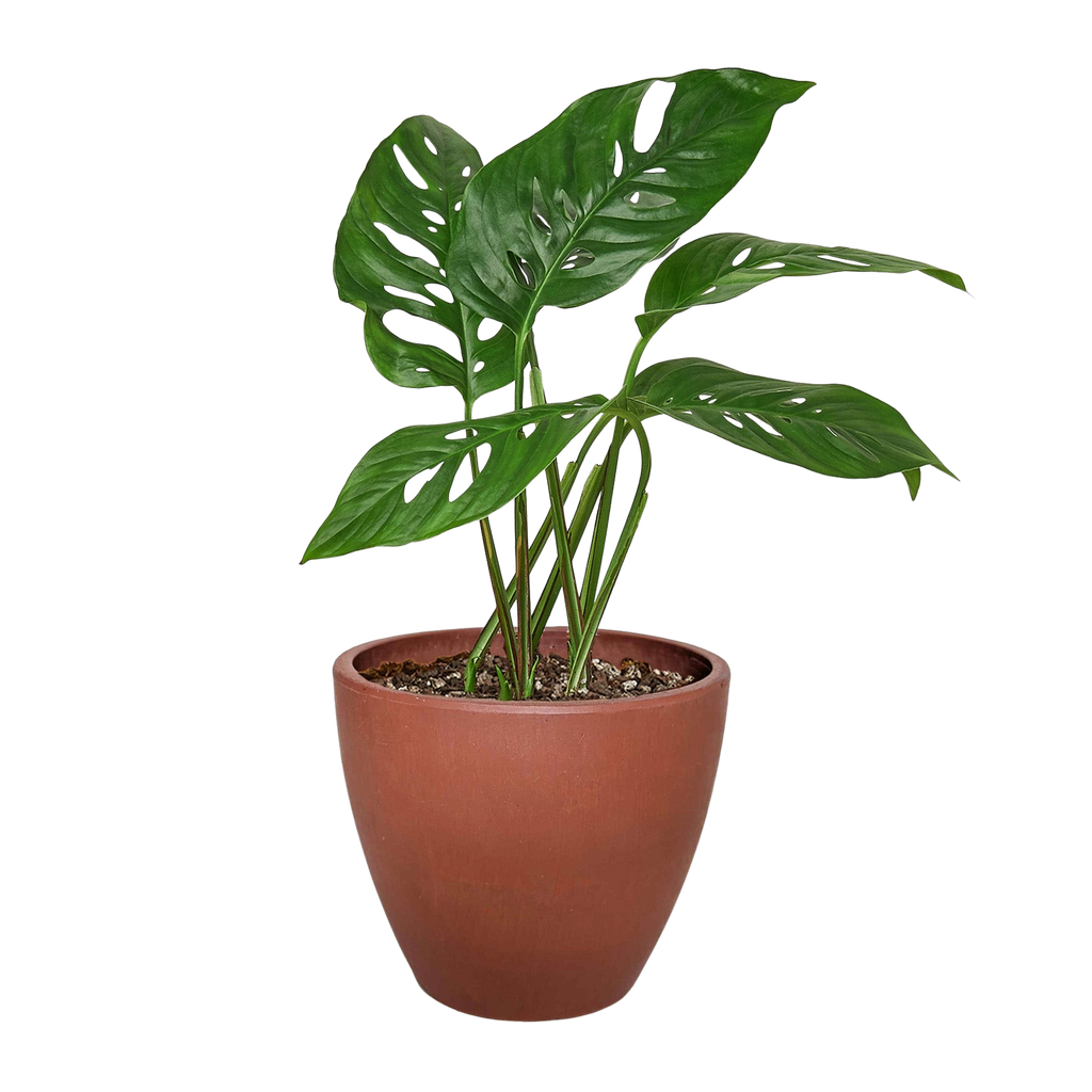 Monstera Adansonii — Swiss Cheese Vine live plant
