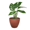 Monstera Adansonii — Swiss Cheese Vine