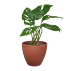 Monstera Adansonii — Swiss Cheese Vine live plant