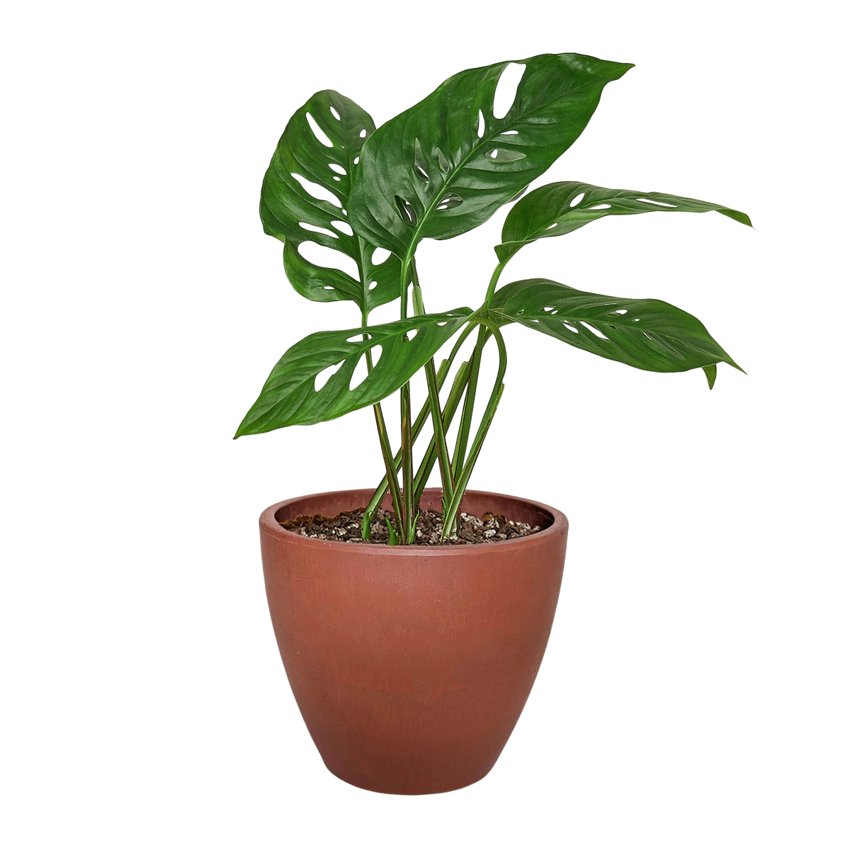 Monstera Adansonii — Swiss Cheese Vine live plant