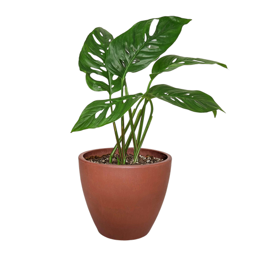 Monstera Adansonii — Swiss Cheese Vine
