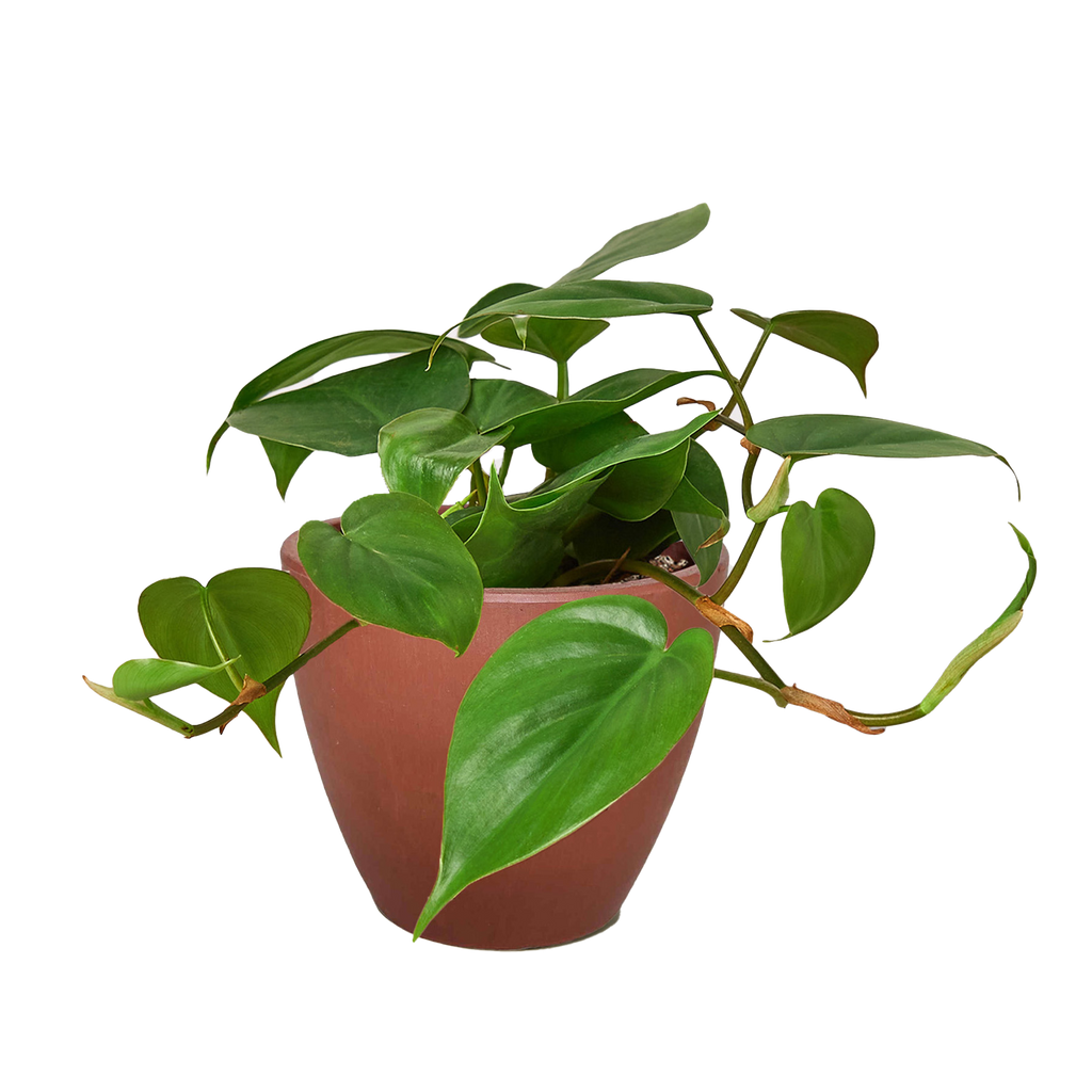 Heartleaf Philodendron live plant