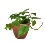Heartleaf Philodendron live plant