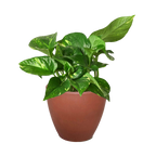 Golden Pothos — Easy-Care Trailing Houseplant live plant