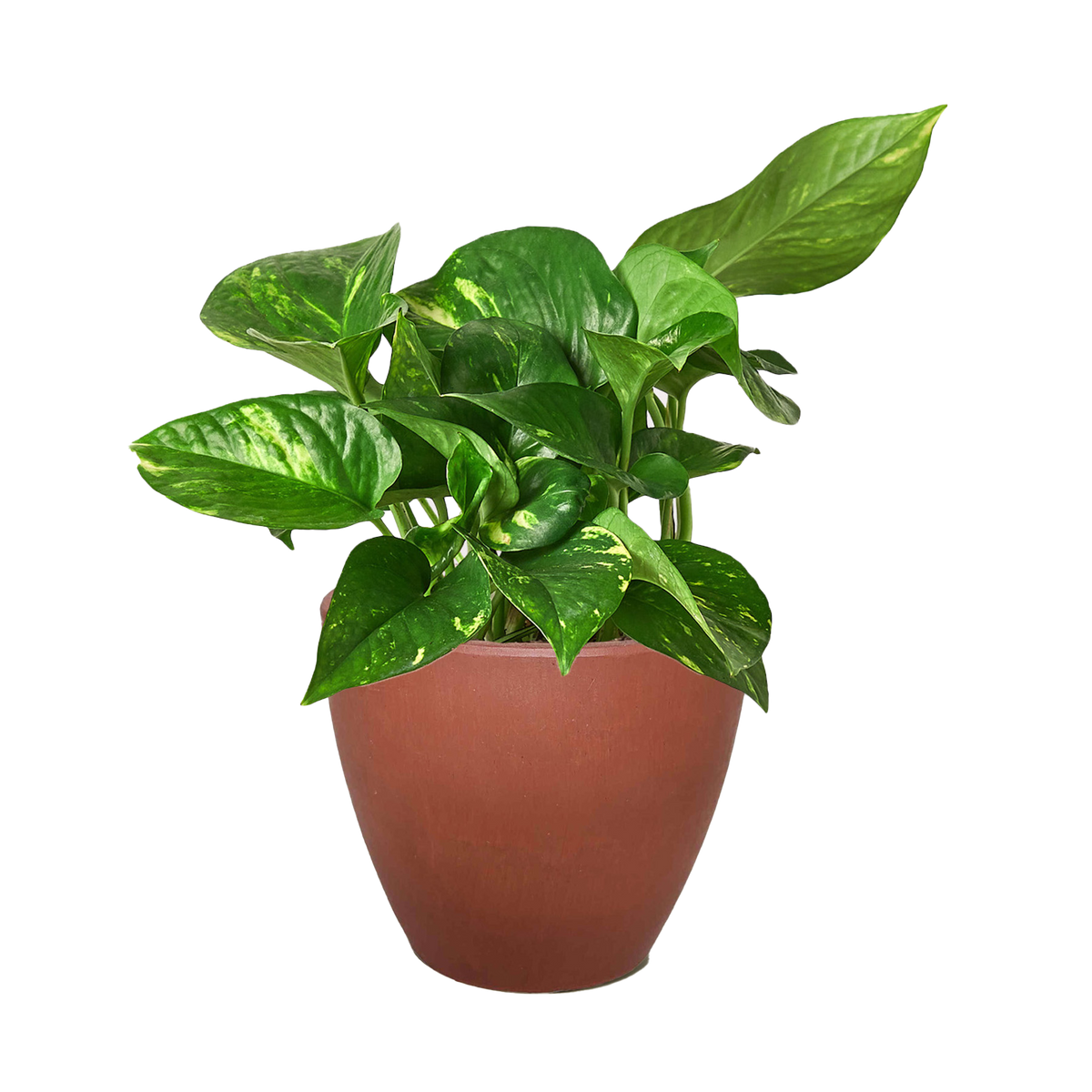 Golden Pothos — Easy-Care Trailing Houseplant live plant