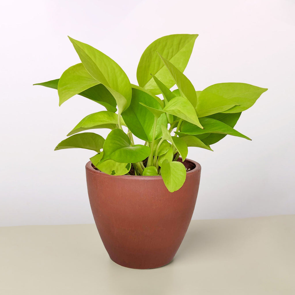 Neon Pothos — Bright Chartreuse Vine live plant