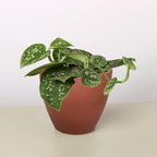 Pothos 'Satin'