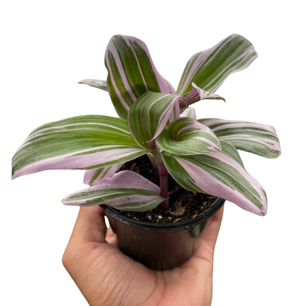 Tradescantia Nanouk — Pink Variegated Houseplant live plant