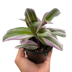 Tradescantia Nanouk — Pink Variegated Houseplant live plant