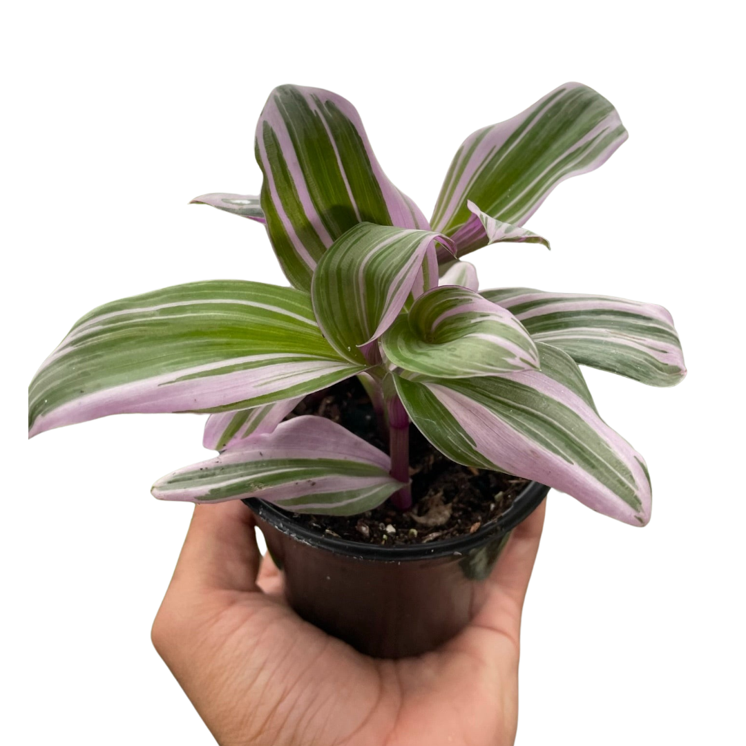 Tradescantia Nanouk — Pink Variegated Houseplant live plant