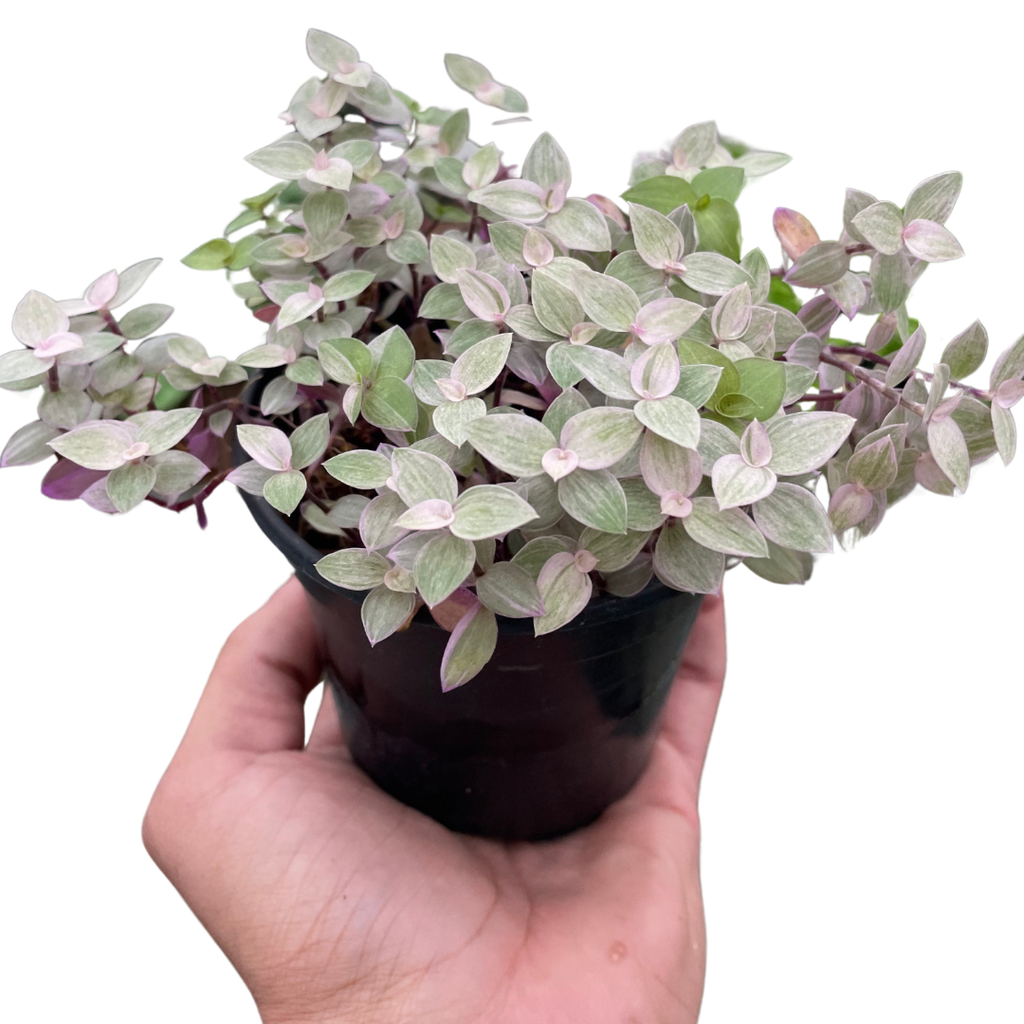 Pink Panther Callisia — Colorful Trailing Houseplant live plant