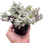 Pink Panther Callisia — Colorful Trailing Houseplant live plant