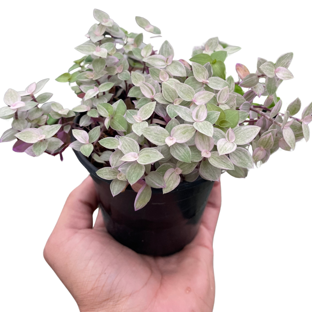 Pink Panther Callisia — Colorful Trailing Houseplant live plant