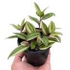 Tradescantia 'Tricolor'