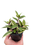 Tradescantia 'Tricolor'