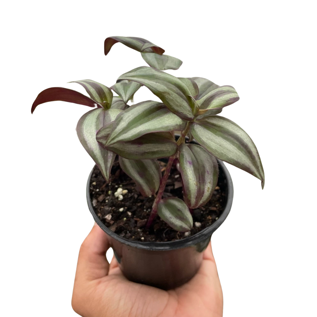 Tradescantia Zebrina — Purple Silver Trailing Plant live plant