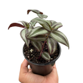 Tradescantia Zebrina — Purple Silver Trailing Plant