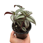 Tradescantia Zebrina — Purple Silver Trailing Plant live plant