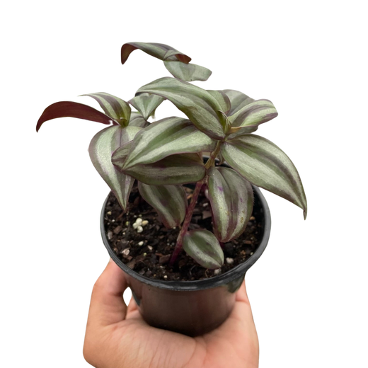 Tradescantia Zebrina — Purple Silver Trailing Plant