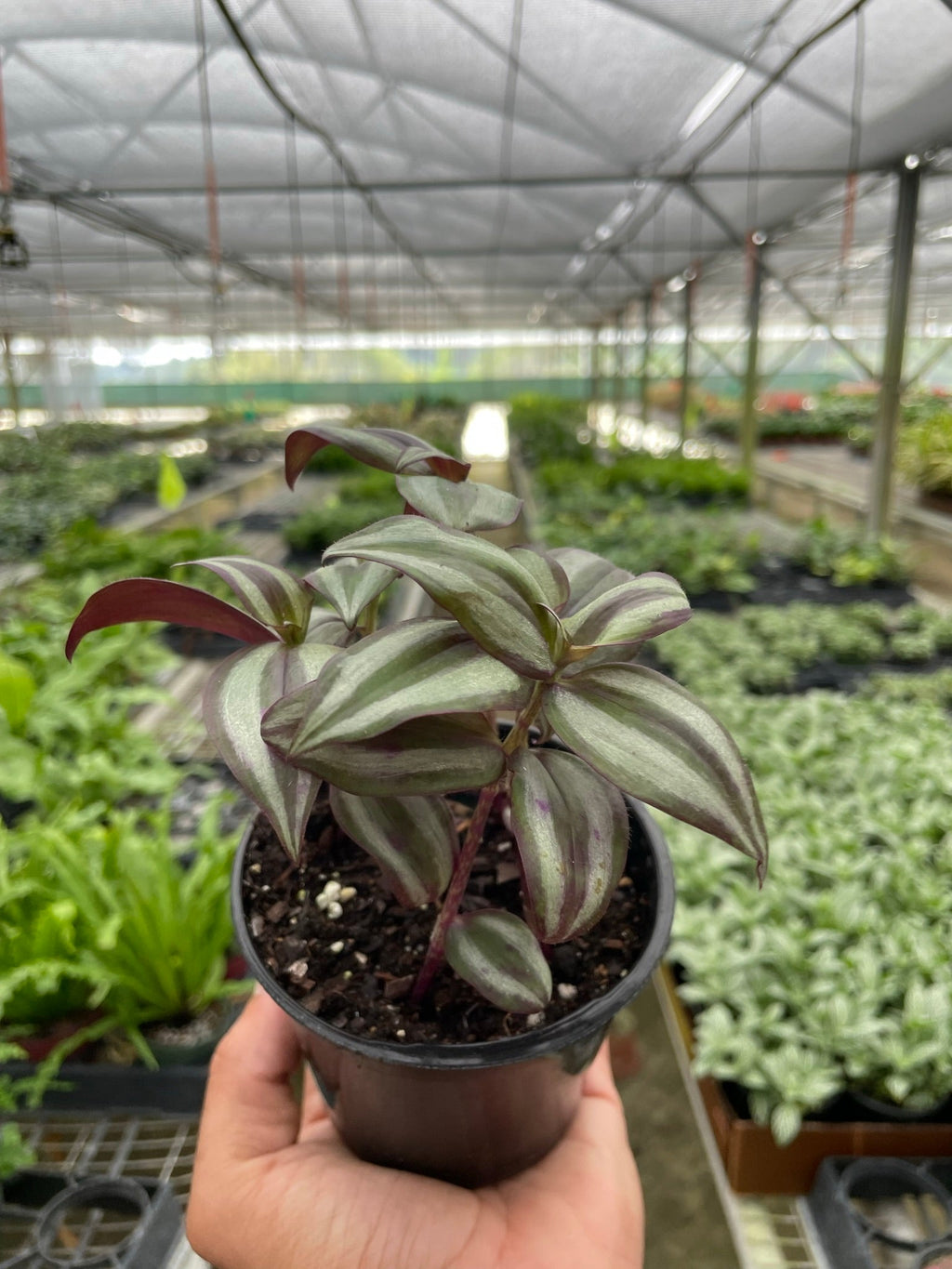 Tradescantia Zebrina — Purple Silver Trailing Plant live plant
