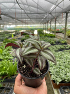 Tradescantia Zebrina — Purple Silver Trailing Plant live plant